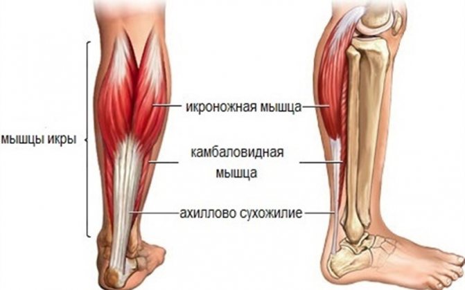 Что такое ахиллово сухожилие и как лечить заболевания и травмы этой части ноги